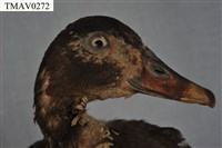 疣鼻栖鴨藏品圖，第8張